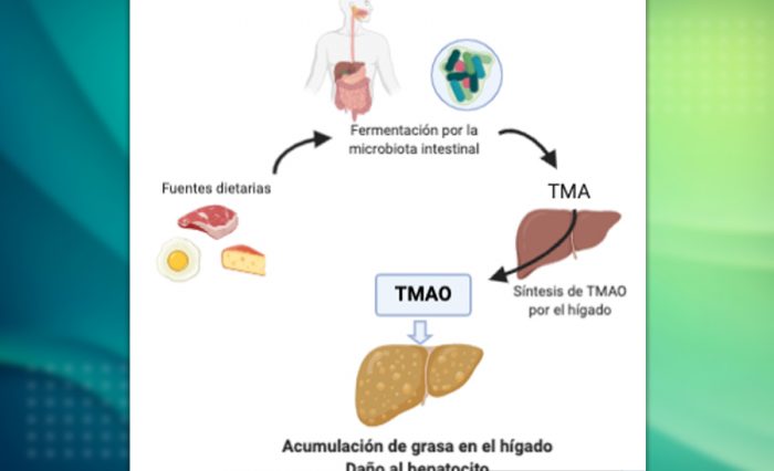 02_microbiota_tmao_higado_graso